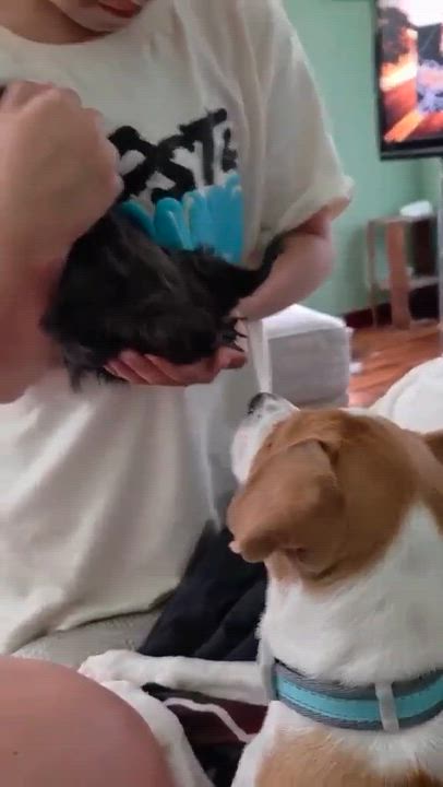 Enlarge Seashell, an adopted mixed breed in Brattleboro , VT video 2/6