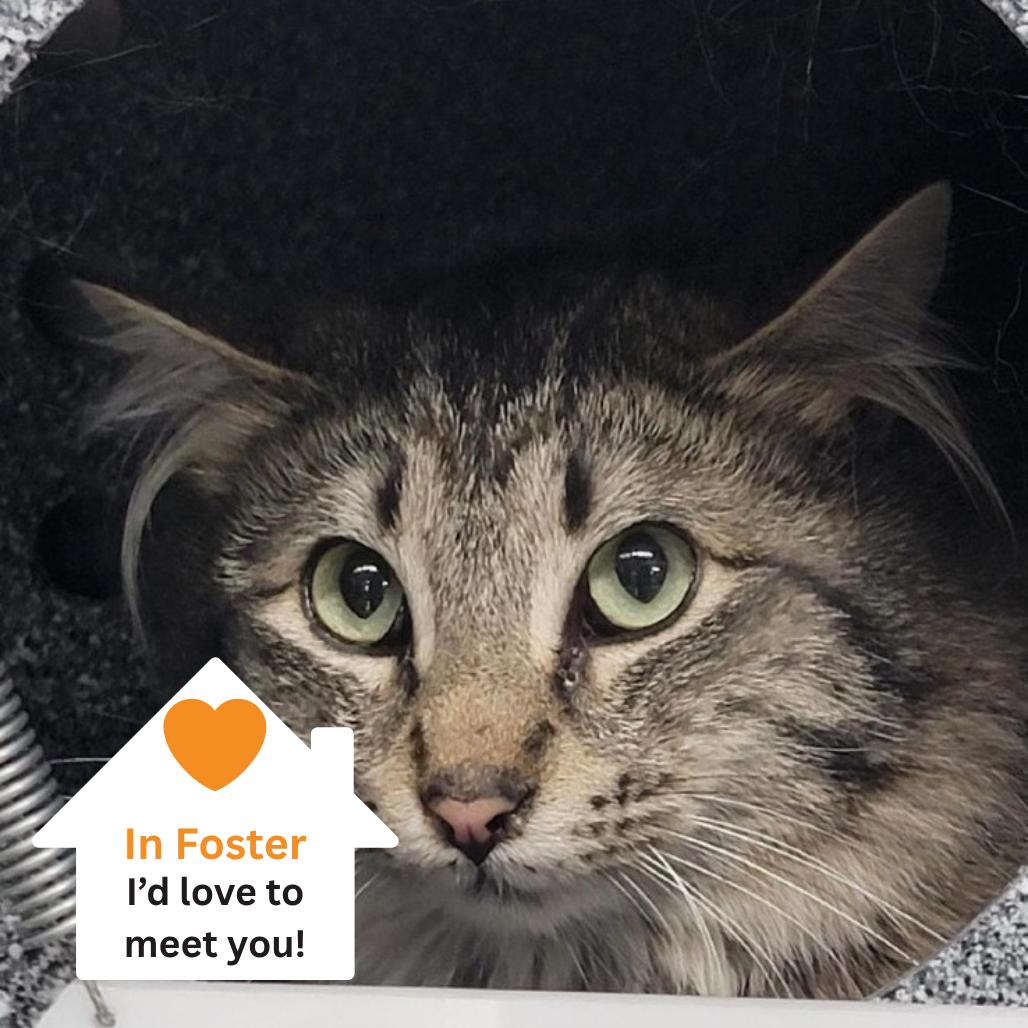 Captain Hook, Adoptable, Young Male Domestic Medium Hair.