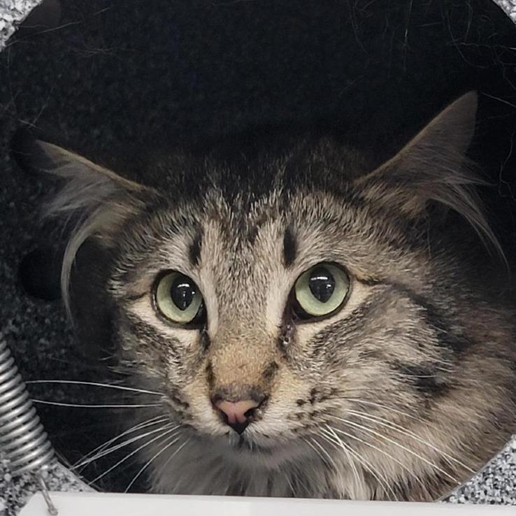 Captain Hook, a Adoptable Domestic Medium Hair in Salt Lake City, UT image 2/2