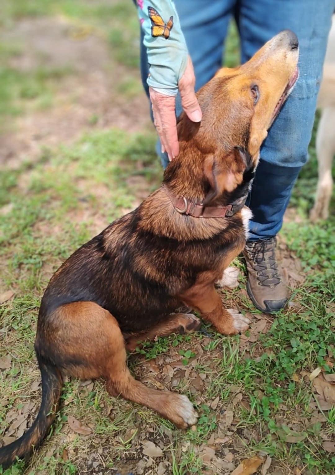 Henna, an adoptable German Shepherd Dog, Beauceron in Boerne, TX, 78006 | Photo Image 3