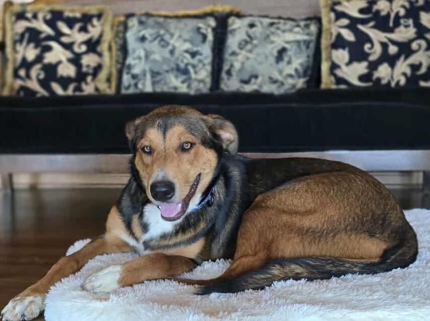 Henna, an adoptable German Shepherd Dog, Beauceron in Boerne, TX, 78006 | Photo Image 2