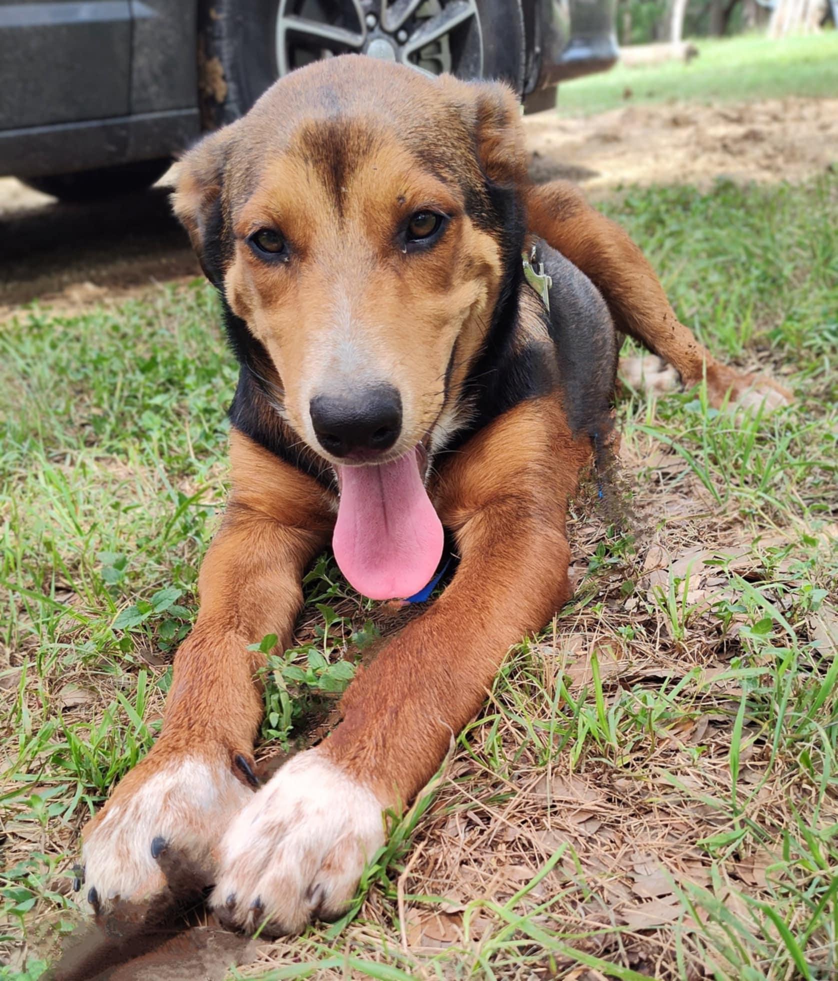 Henna, an adoptable German Shepherd Dog, Beauceron in Boerne, TX, 78006 | Photo Image 5