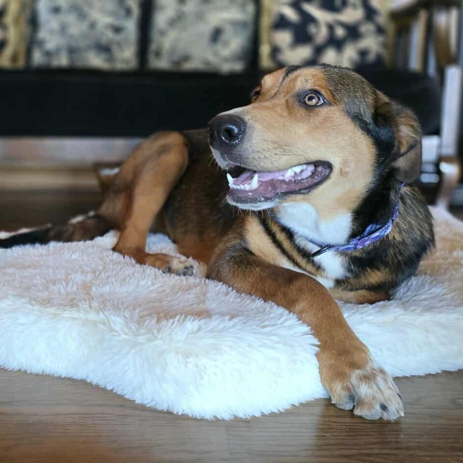 Henna, an adoptable German Shepherd Dog, Beauceron in Boerne, TX, 78006 | Photo Image 6