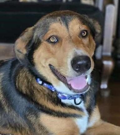 Henna, an adoptable German Shepherd Dog, Beauceron in Boerne, TX, 78006 | Photo Image 1