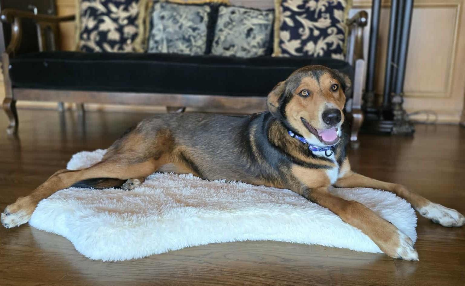 Henna, an adoptable German Shepherd Dog, Beauceron in Boerne, TX, 78006 | Photo Image 4