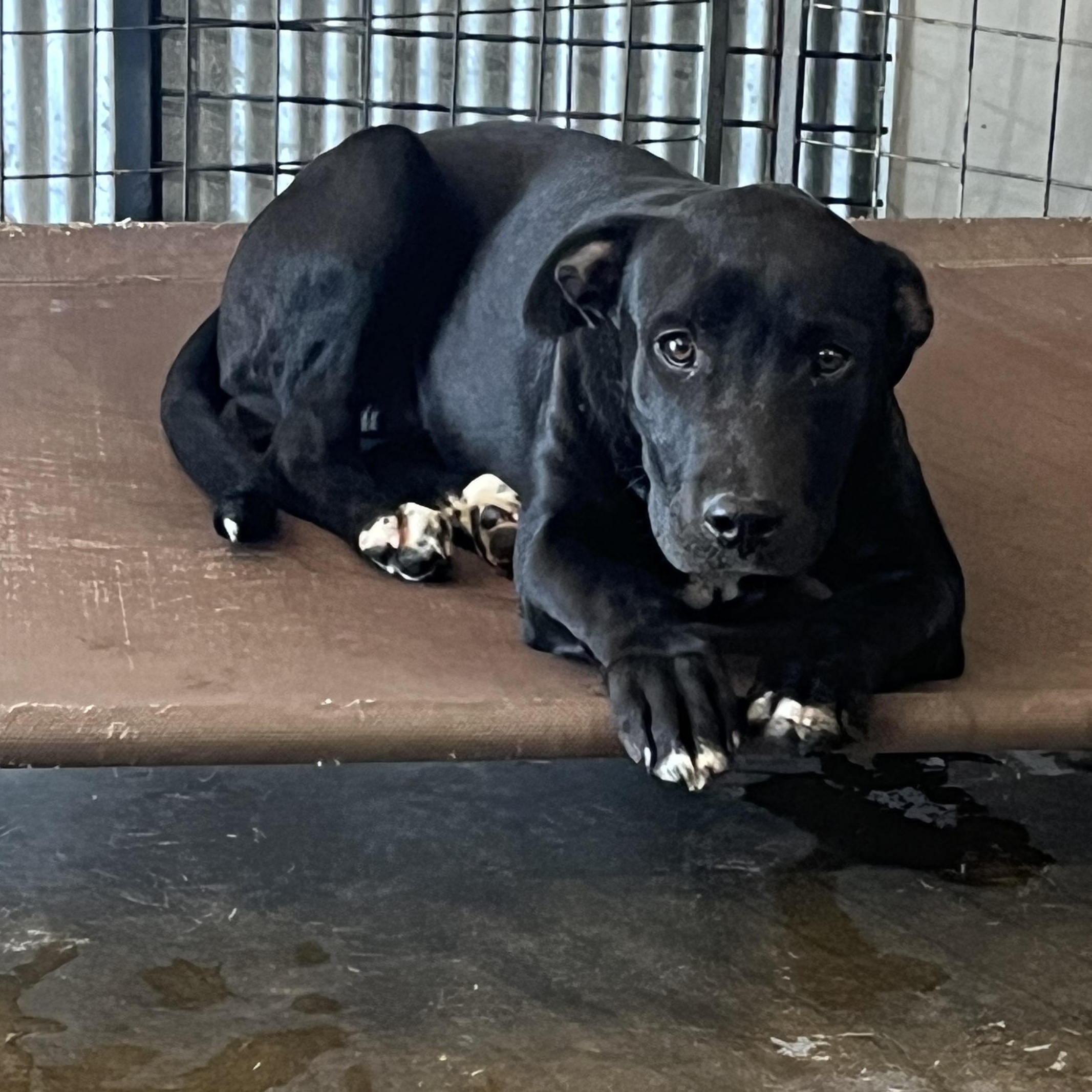 Blossom, a ADOPTABLE mixed breed in Brewton, AL image 2/4