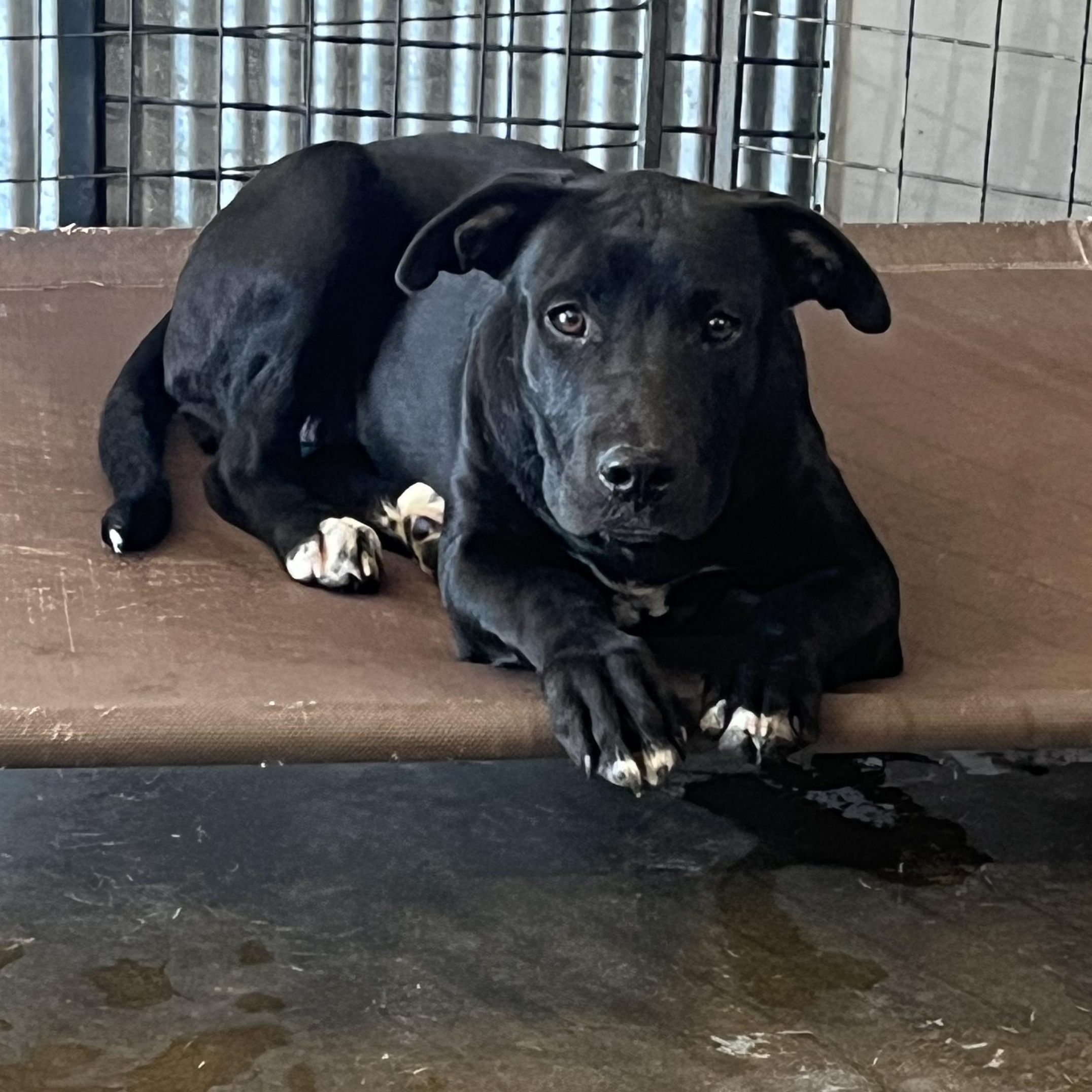 Blossom, a ADOPTABLE mixed breed in Brewton, AL image 3/4