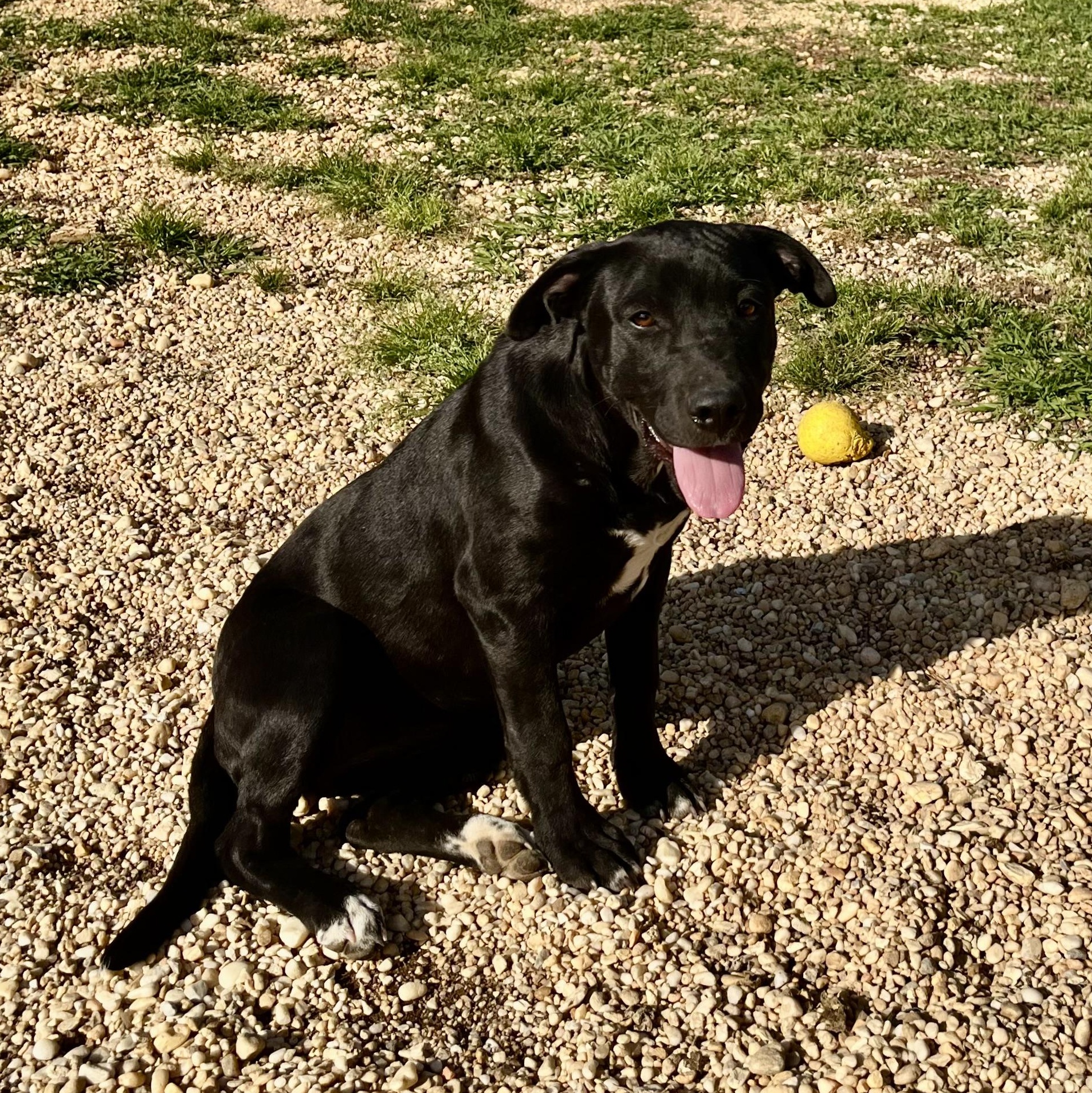 Blossom, a ADOPTABLE mixed breed in Brewton, AL image 4/4