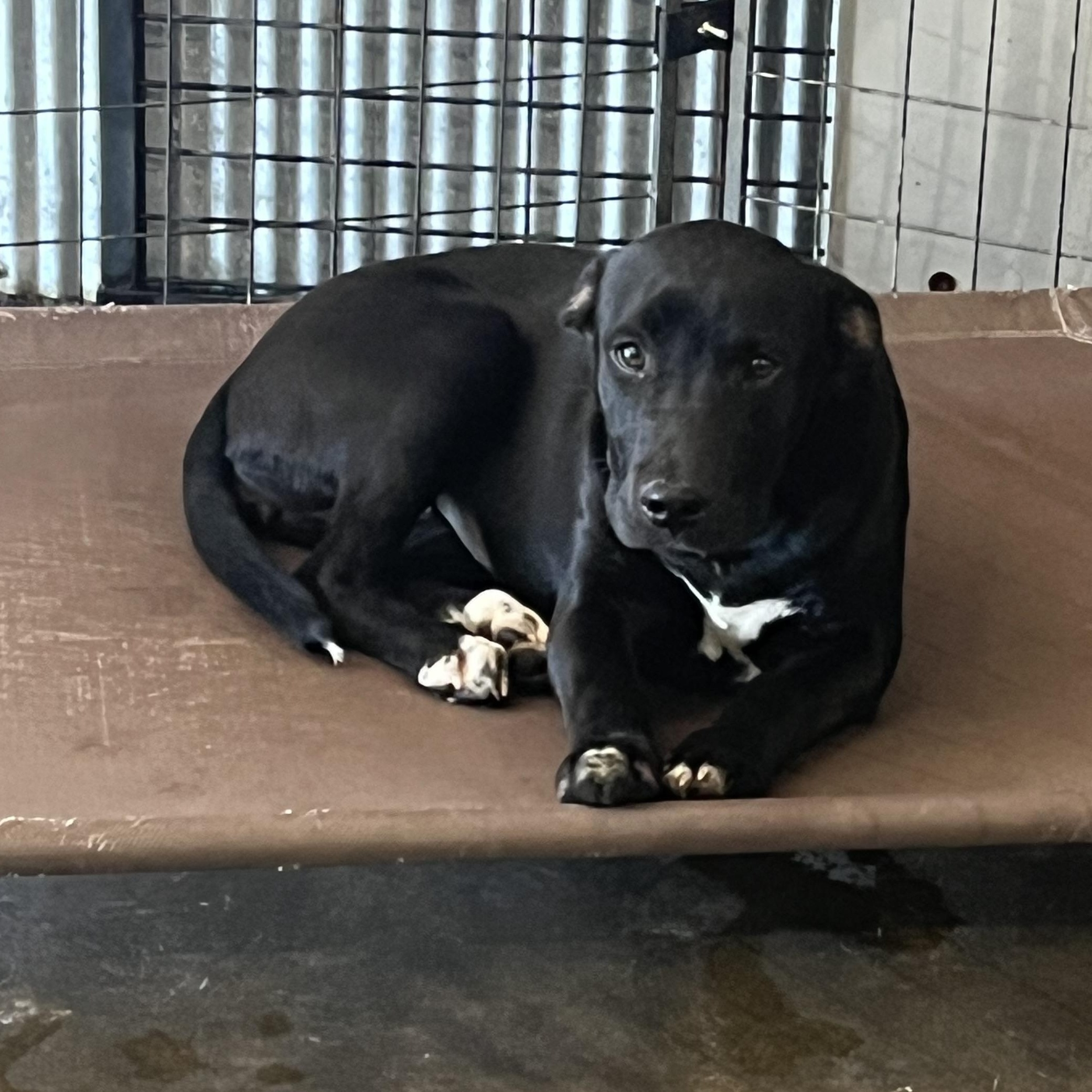 Blossom, a ADOPTABLE mixed breed in Brewton, AL image 1/4