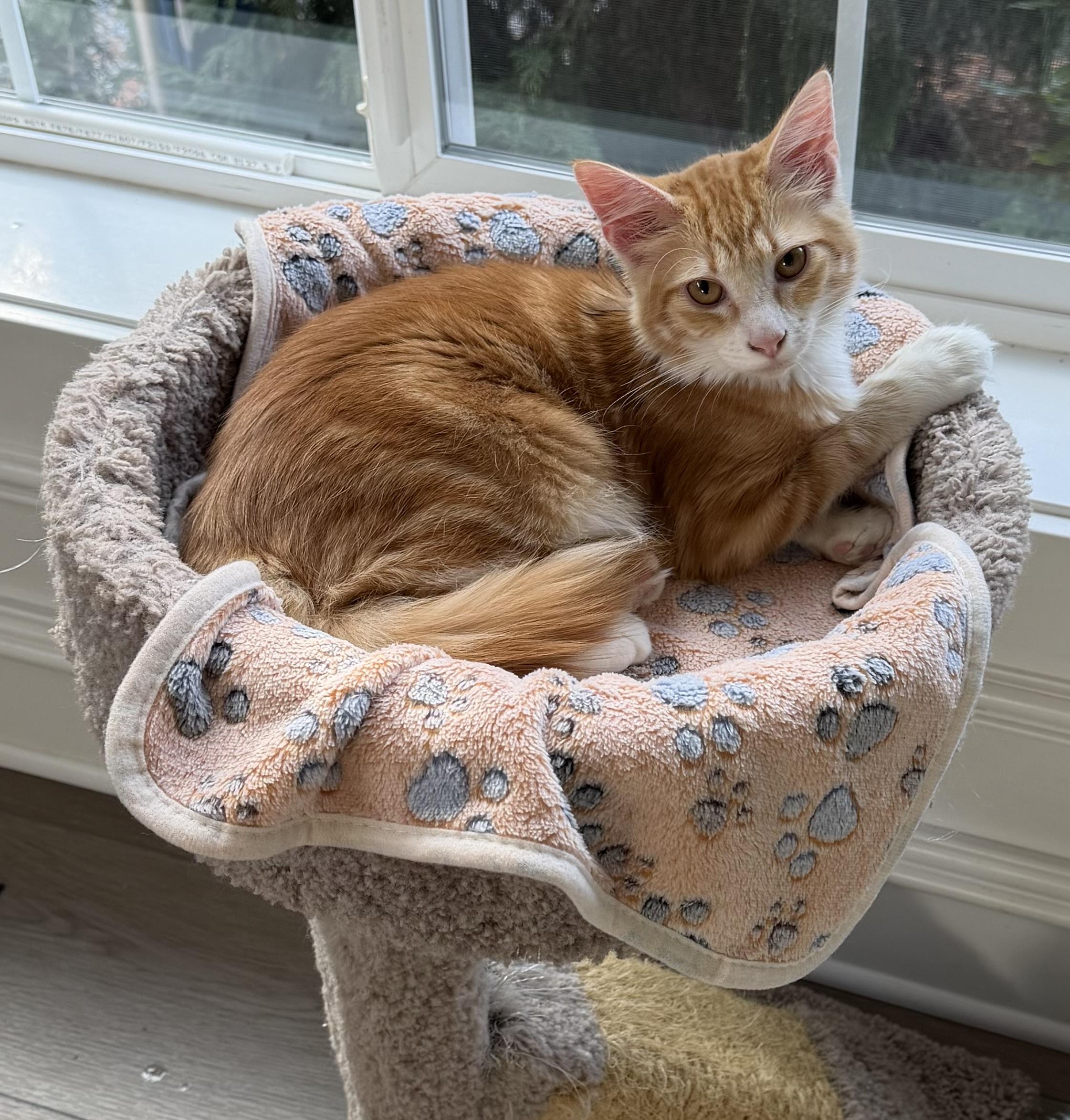 Enlarge Ringo, a Adopted mixed breed in Bonney Lake, WA image 1/5