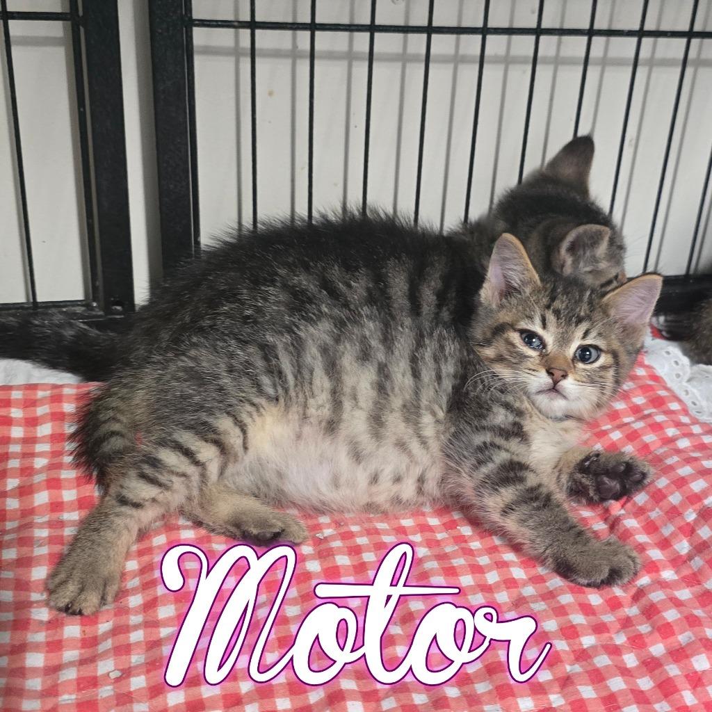 Motor, a Adoptable Domestic Short Hair in Hillsboro, OH image 2/2