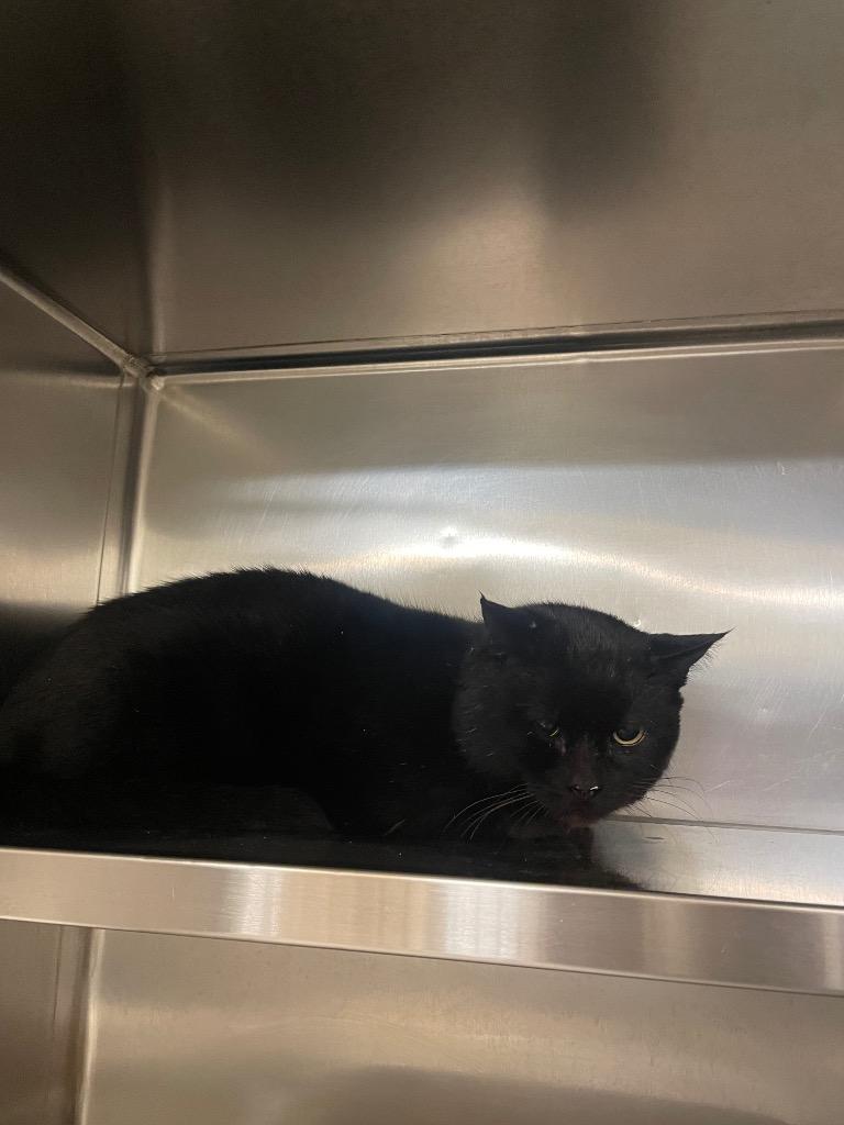 Captain Black, Adoptable, Adult Male Domestic Short Hair.