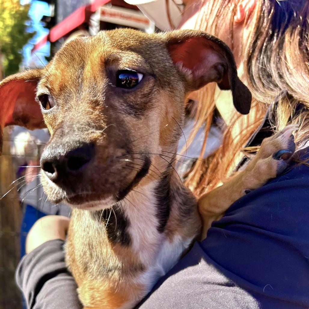 Ryder, a Adoptable Mixed Breed in San Francisco, CA image 1/6