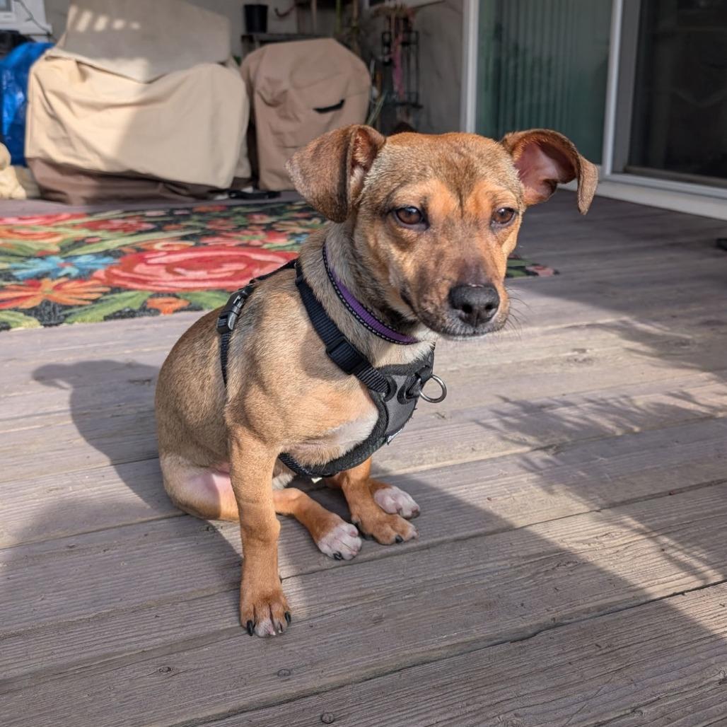 Ryder, a Adoptable Mixed Breed in San Francisco, CA image 1/6