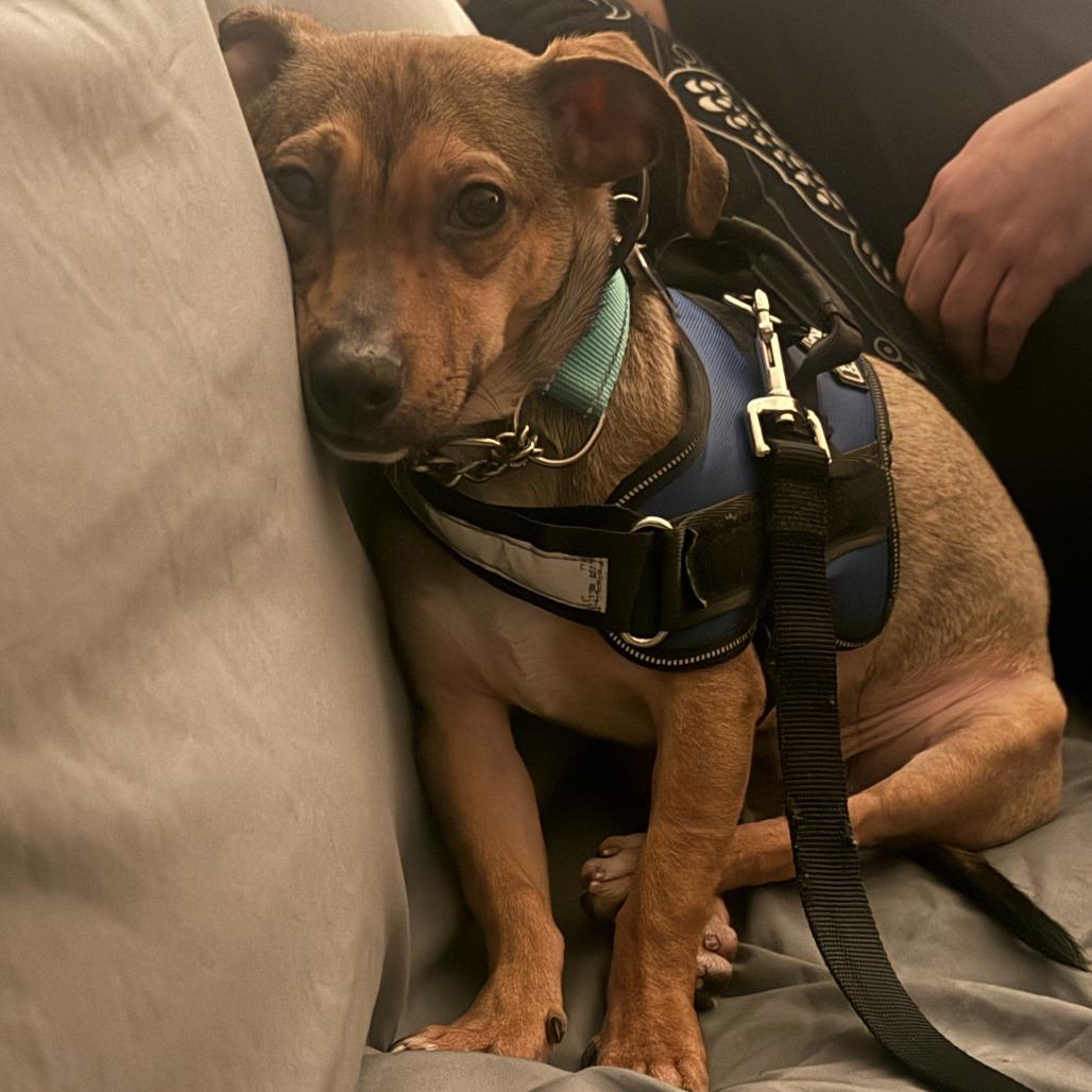 Ryder, a Adoptable Mixed Breed in San Francisco, CA image 3/6