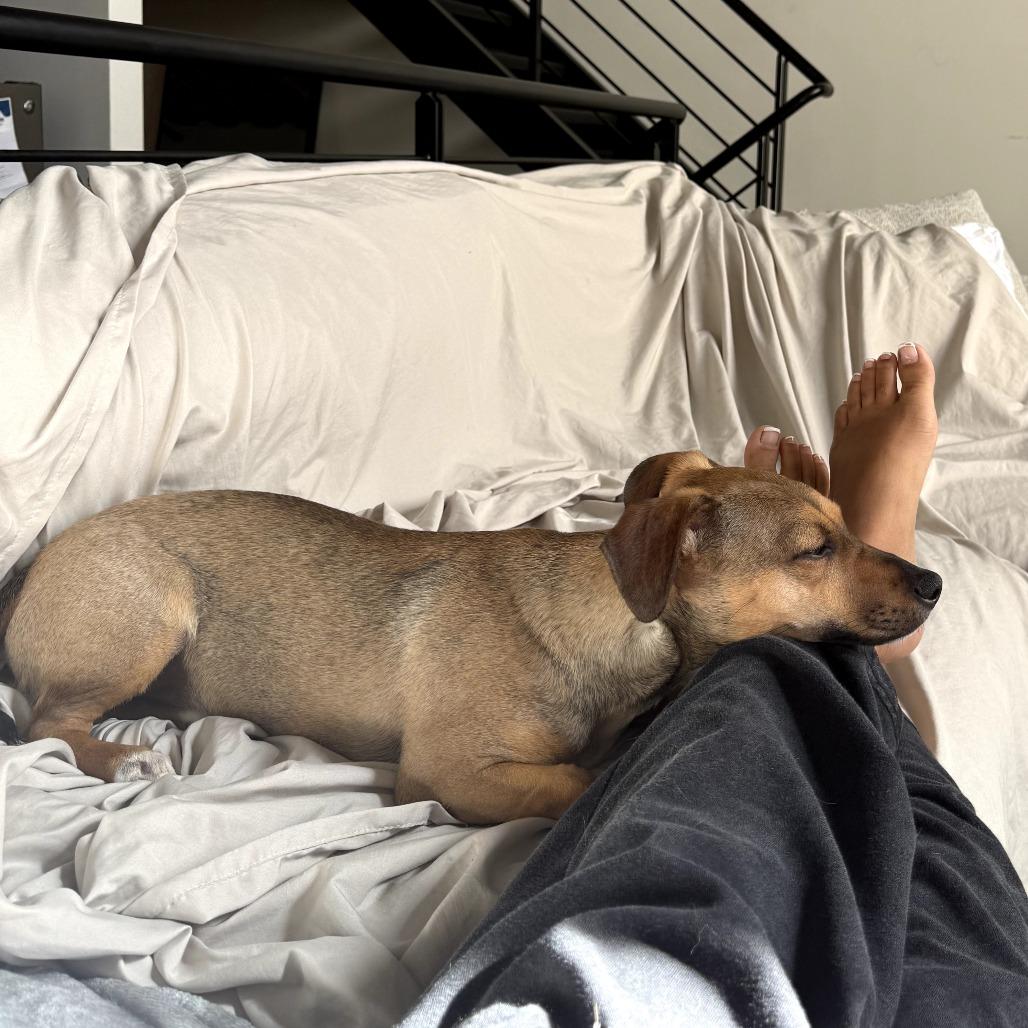 Ryder, a Adoptable Mixed Breed in San Francisco, CA image 2/6