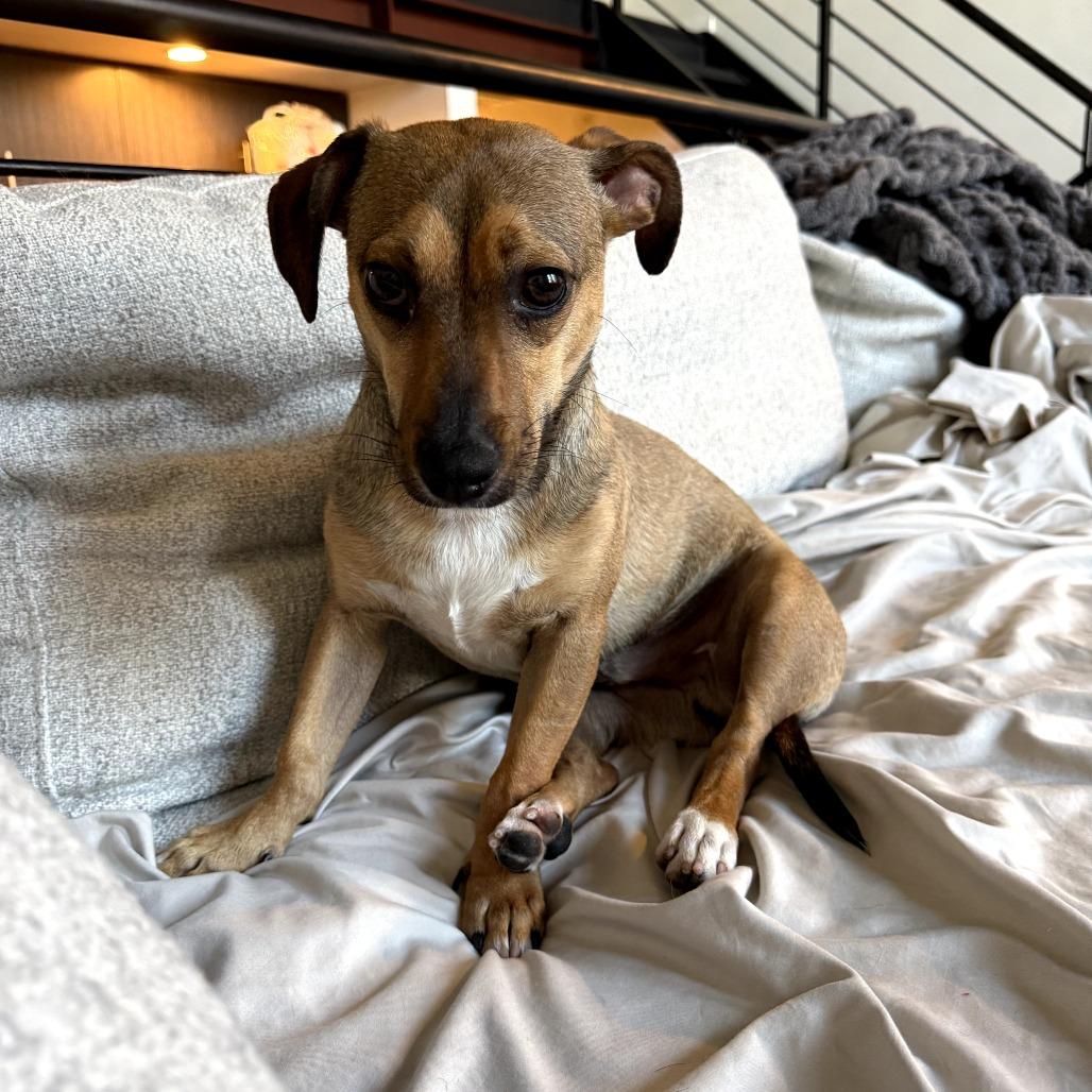 Ryder, a Adoptable Mixed Breed in San Francisco, CA image 4/6