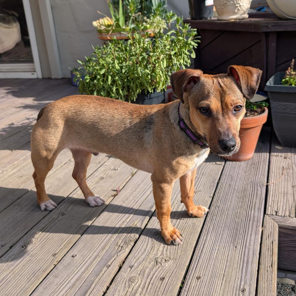 Ryder, a Adoptable Mixed Breed in San Francisco, CA image 5/6