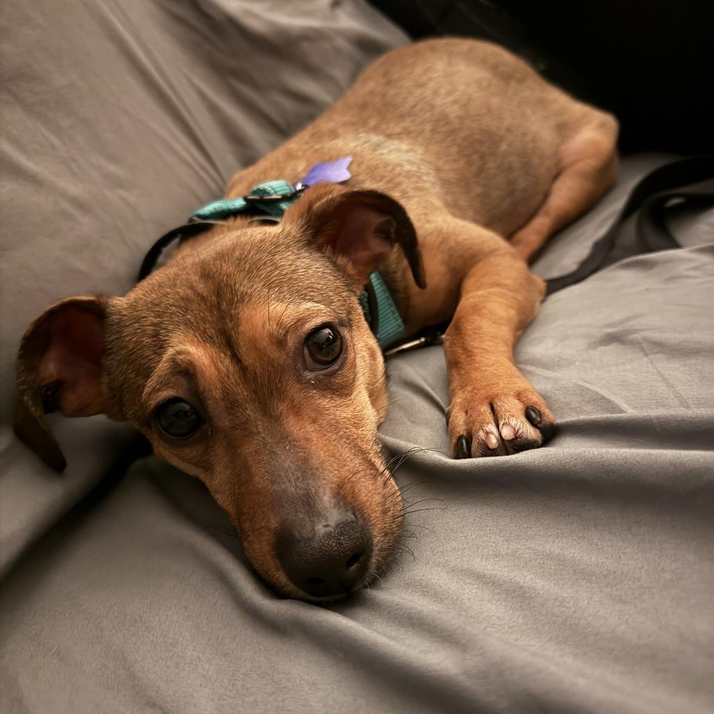 Ryder, a Adoptable Mixed Breed in San Francisco, CA image 5/6