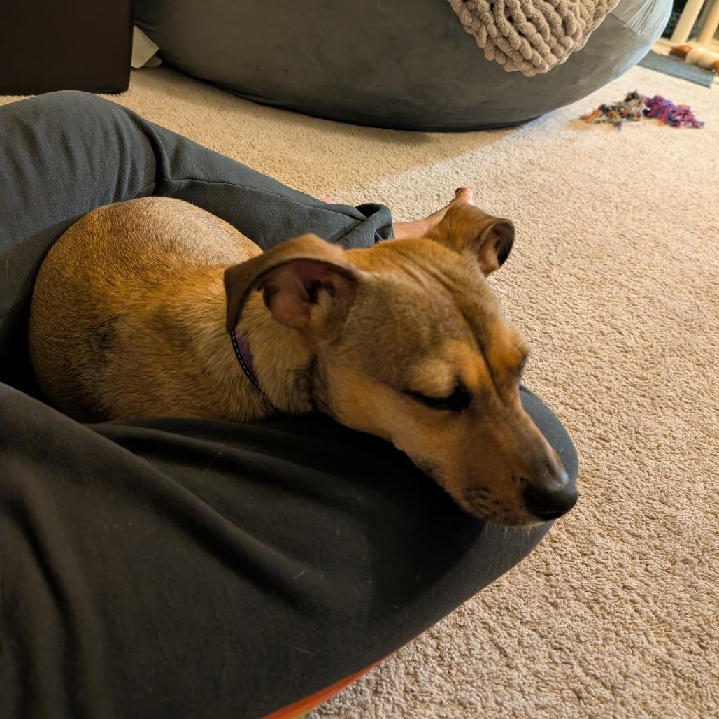 Ryder, a Adoptable Mixed Breed in San Francisco, CA image 6/6