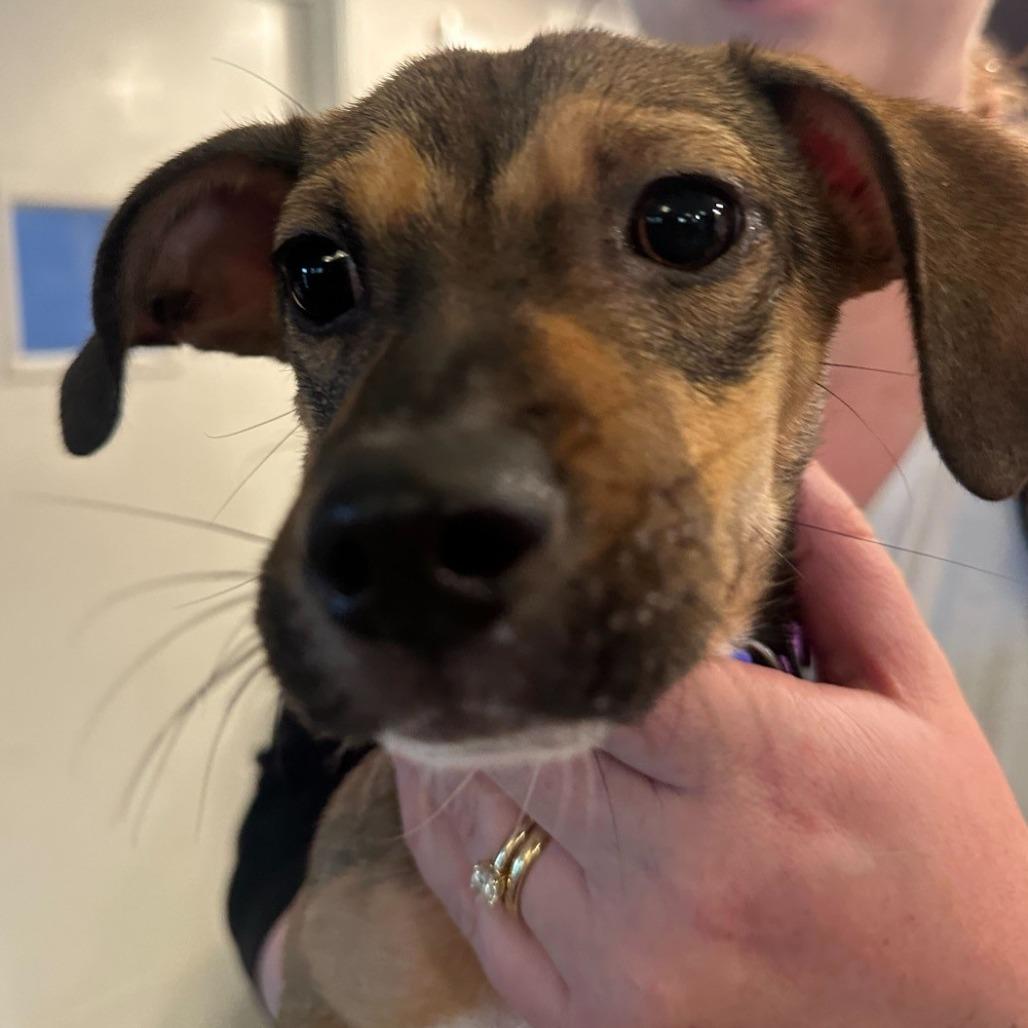 Ryder, a Adoptable Mixed Breed in San Francisco, CA image 6/6