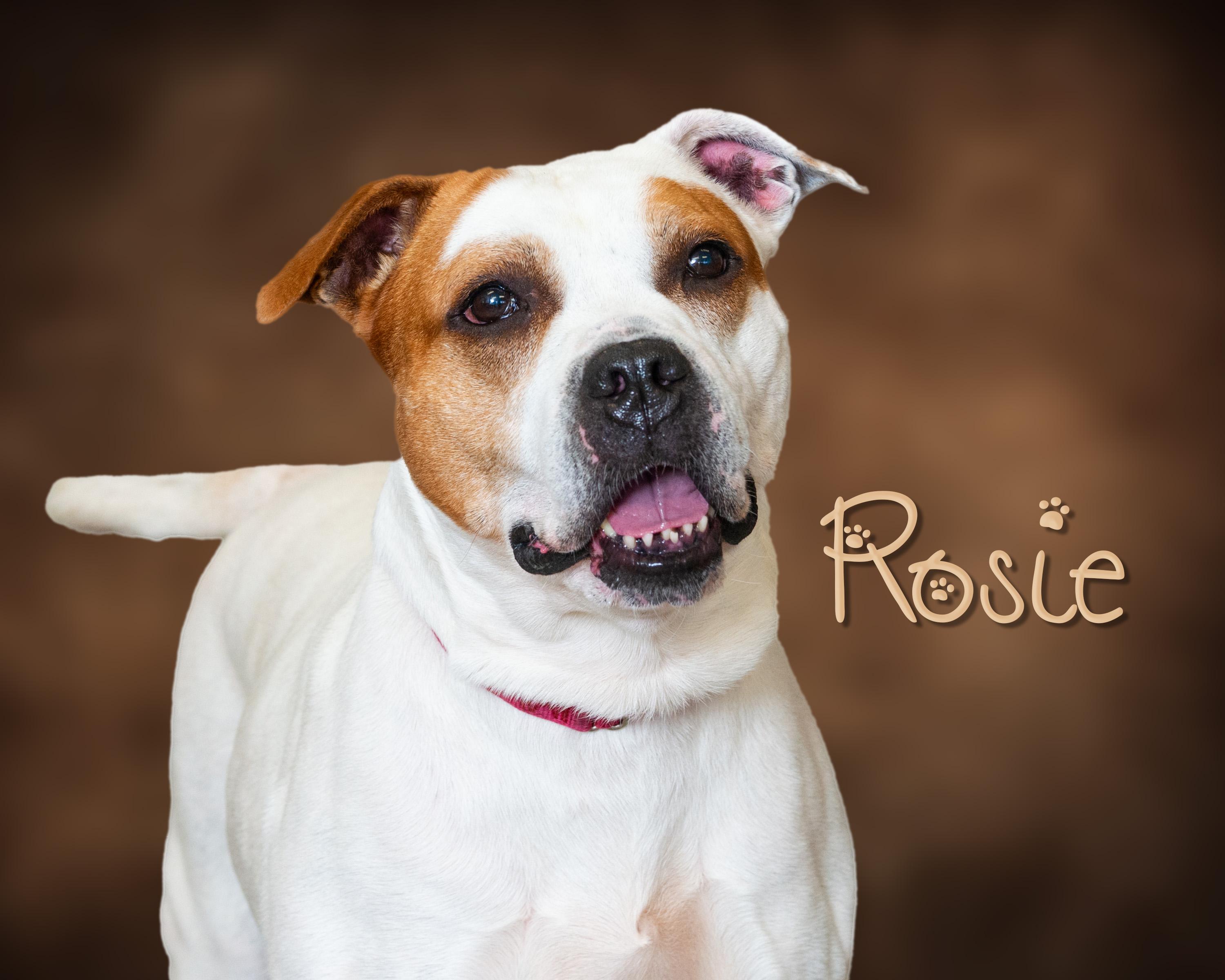 Enlarge Rosie, a Adoptable Pit Bull Terrier in Somerset, PA image 1/1