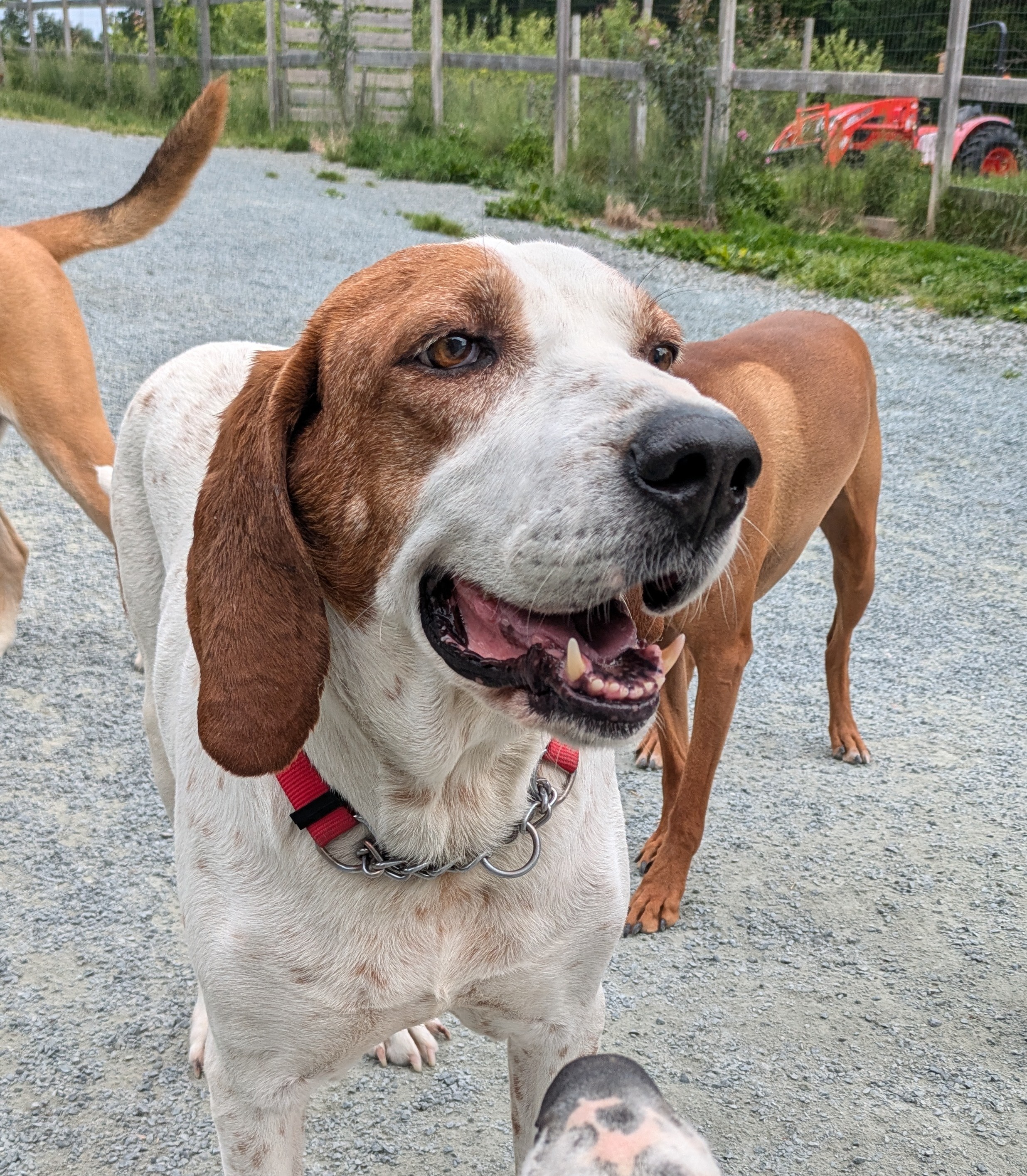 Enlarge Bevis, a Adopted English Coonhound in West Northfield, NS image 2/6