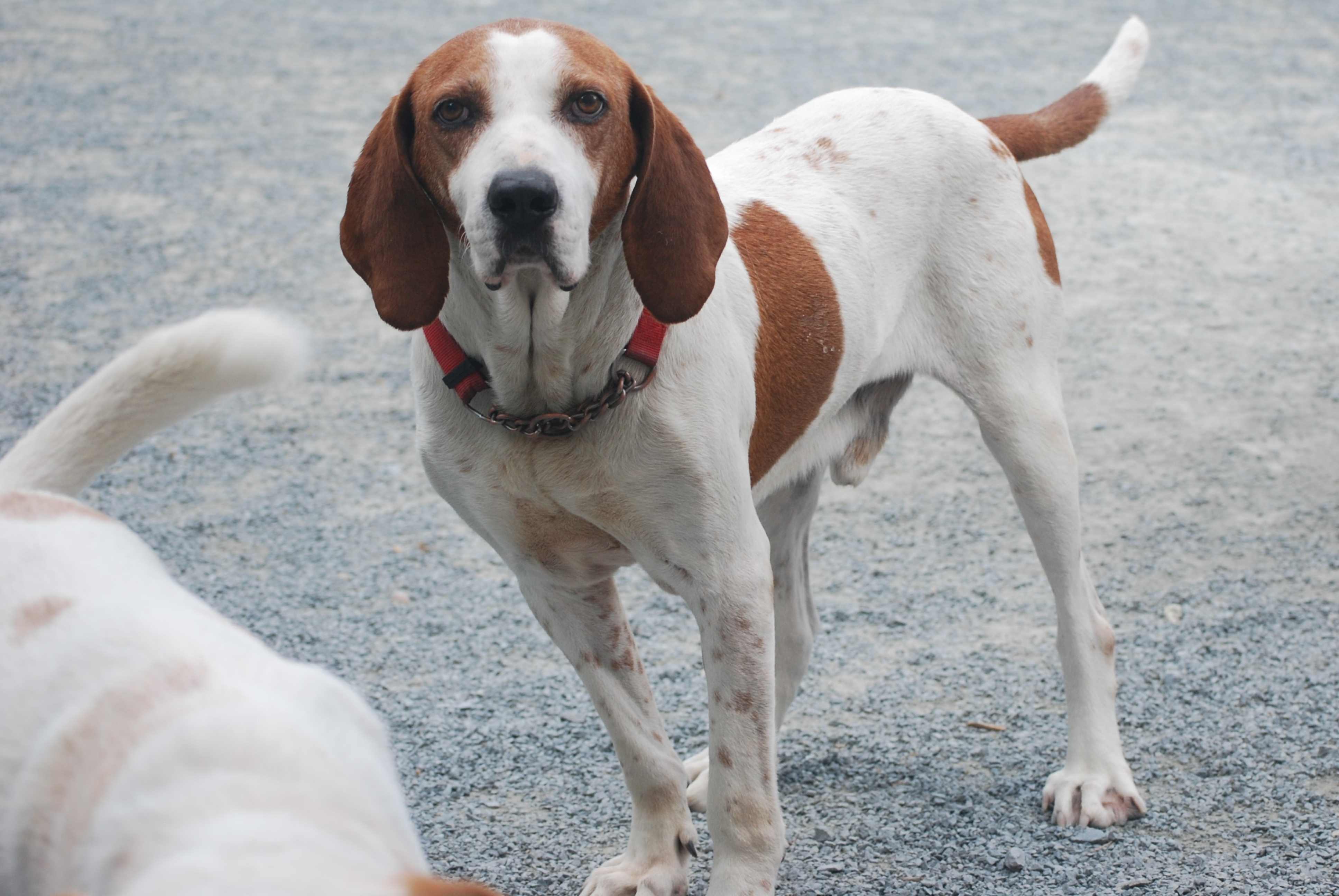 Enlarge Bevis, a Adopted English Coonhound in West Northfield, NS image 6/6