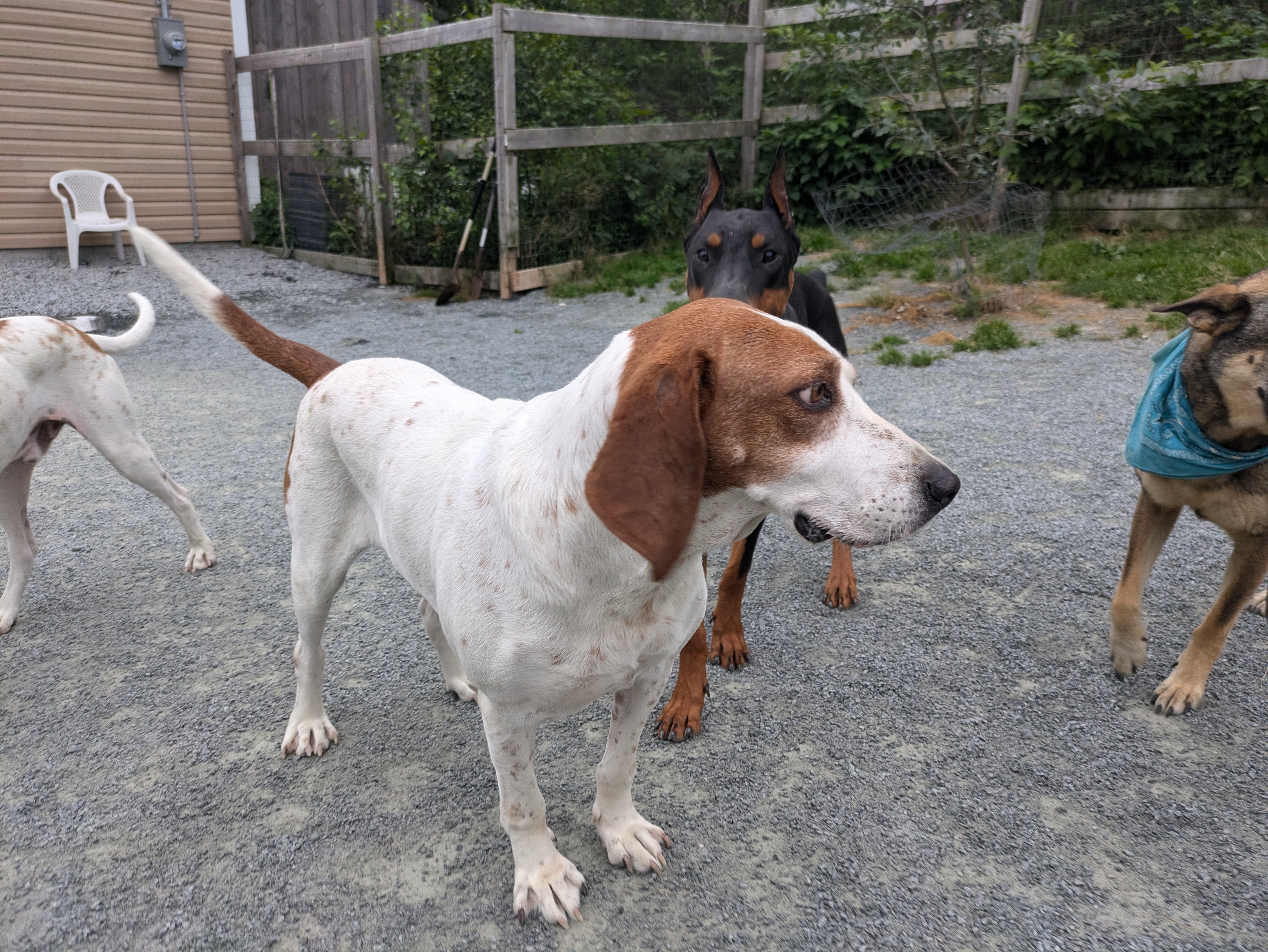 Enlarge Bevis, a Adopted English Coonhound in West Northfield, NS image 3/6