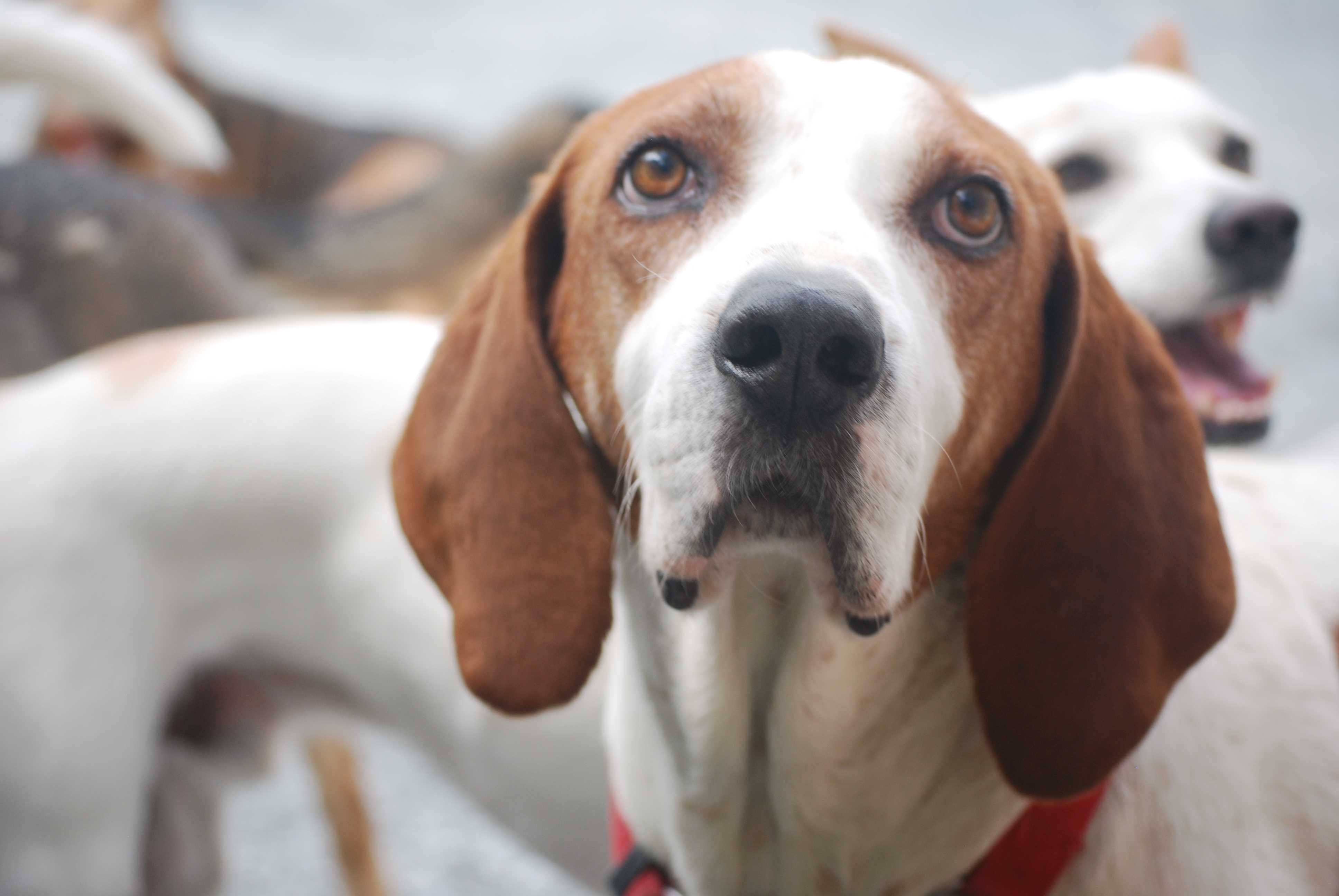 Enlarge Bevis, a Adopted English Coonhound in West Northfield, NS image 1/6