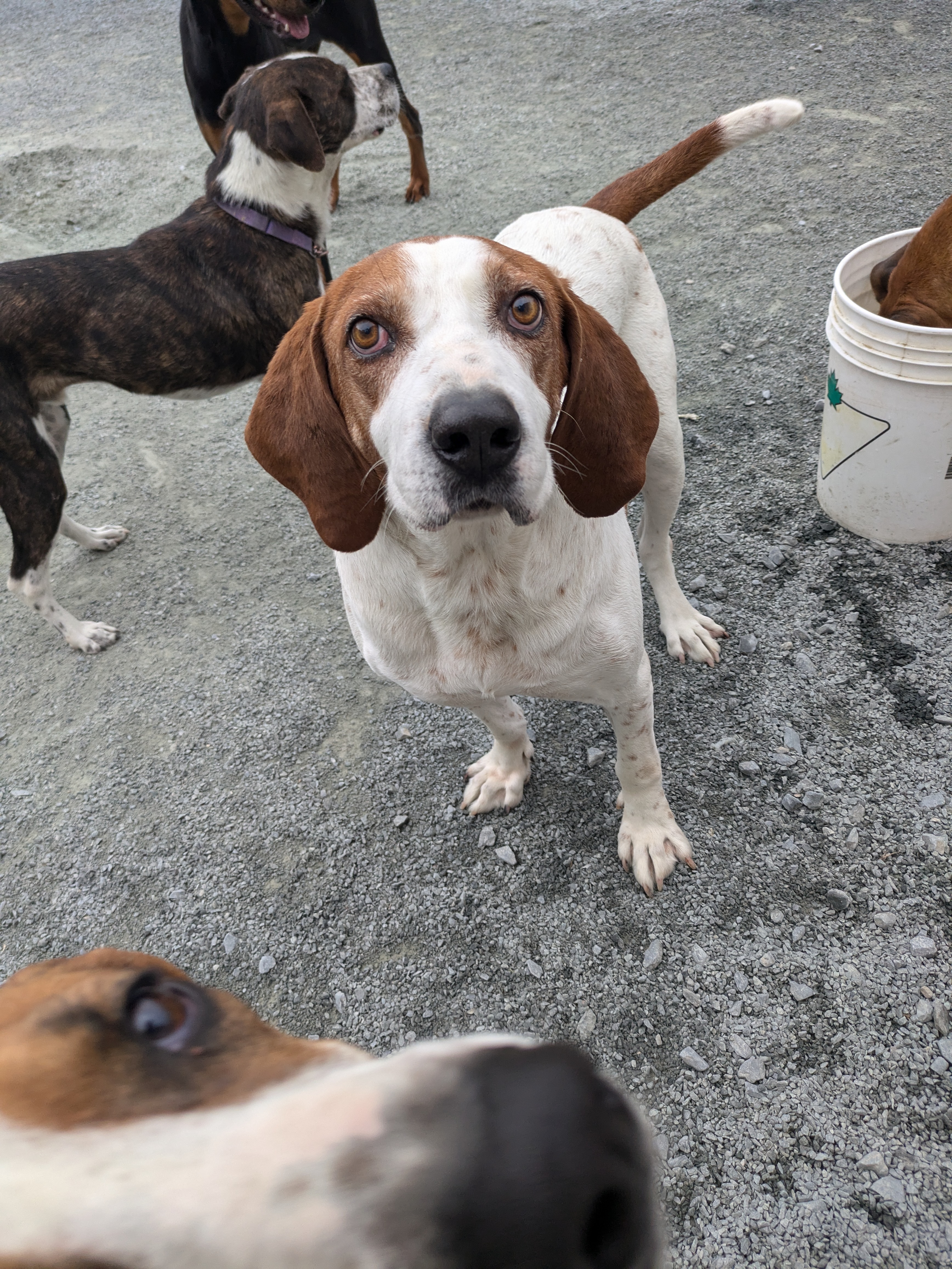 Enlarge Bevis, a Adopted English Coonhound in West Northfield, NS image 4/6