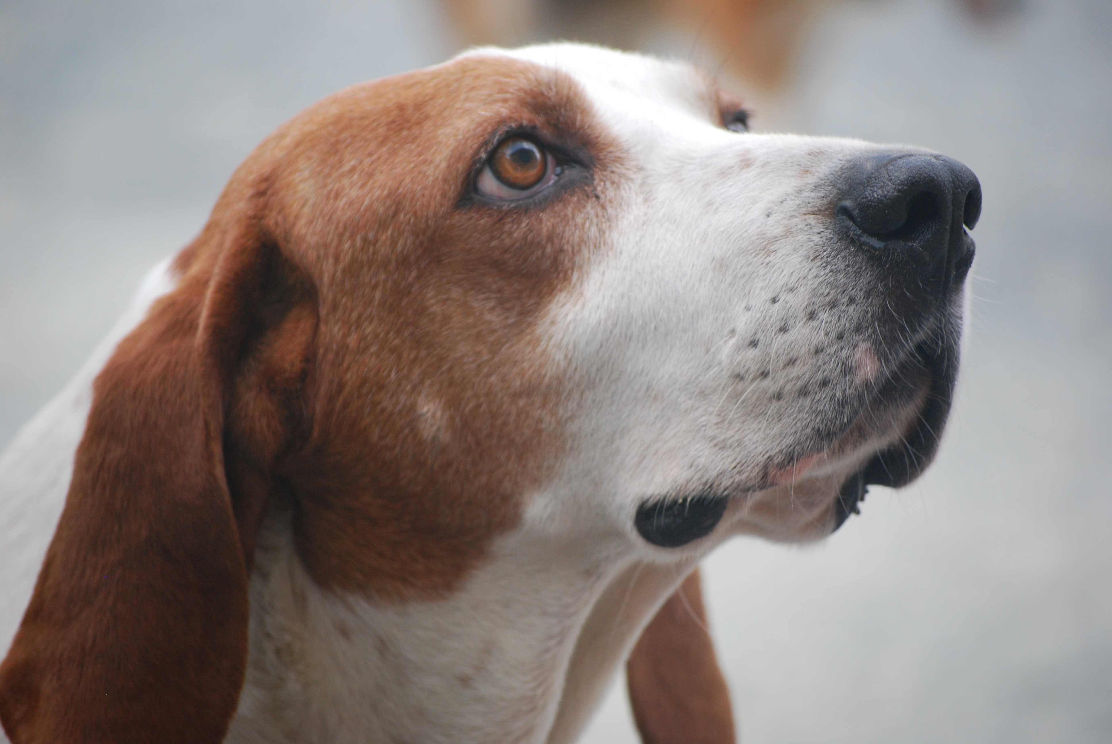 Enlarge Bevis, a Adopted English Coonhound in West Northfield, NS image 5/6