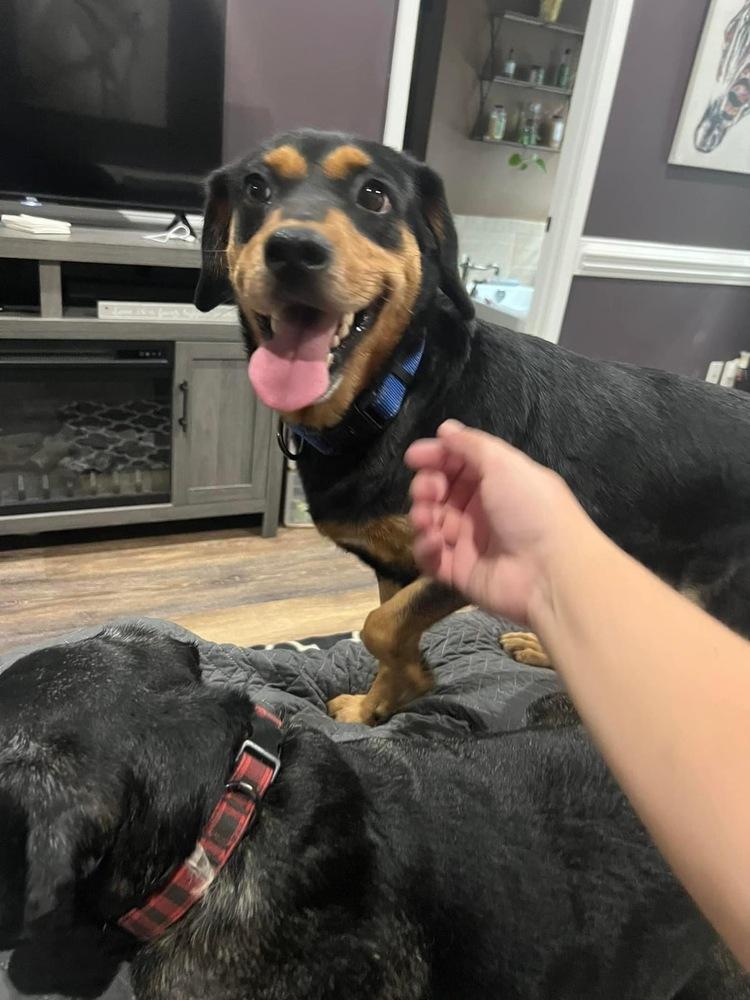 KitKat, Adopted, Adult Female Beagle.