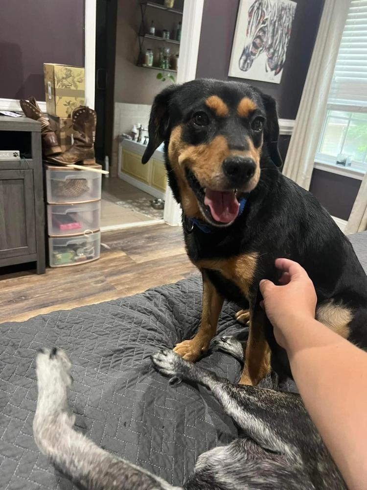 Enlarge KitKat, a Adopted mixed breed in Mooresville, NC image 5/6