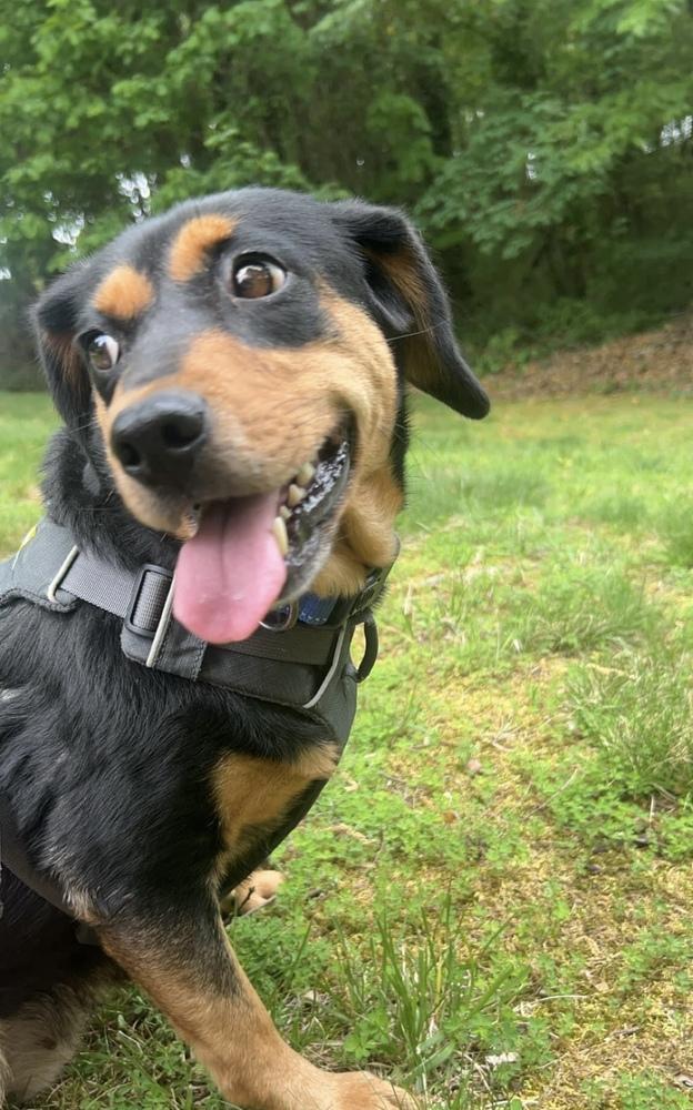 Enlarge KitKat, a Adopted mixed breed in Mooresville, NC image 6/6