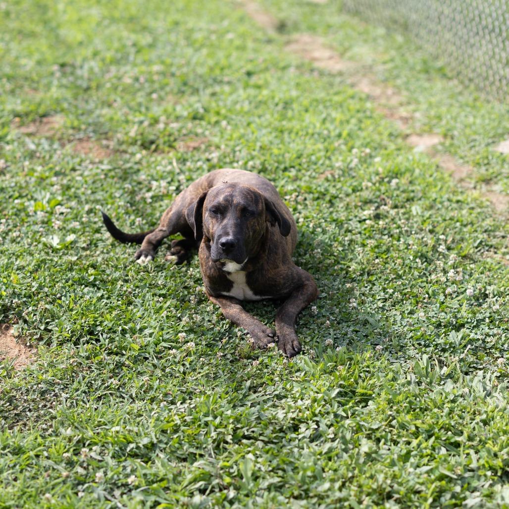 Dwight, Adoptable, Adult Male Labrador Retriever & Mountain Cur.