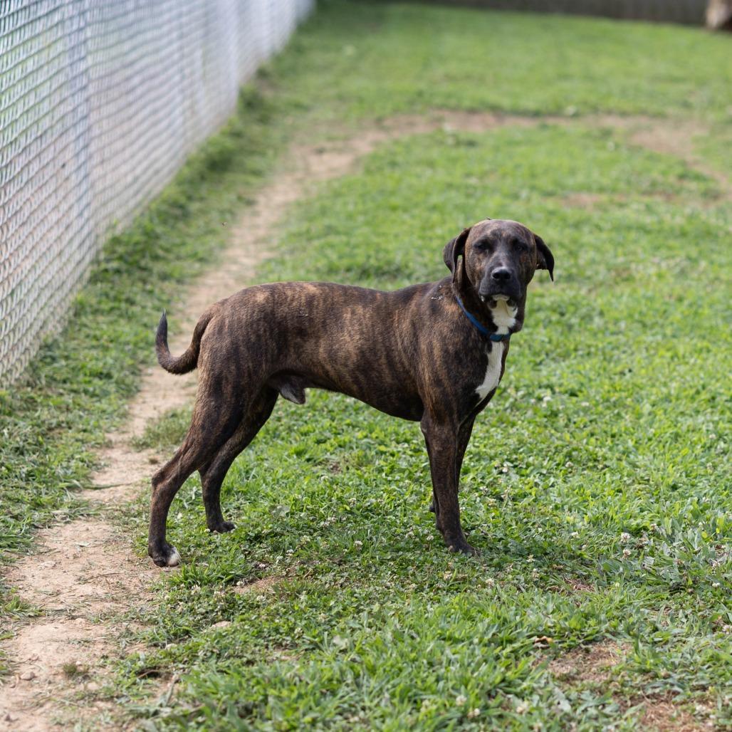 Enlarge Dwight, a Adoptable mixed breed in Talbott, TN image 2/2