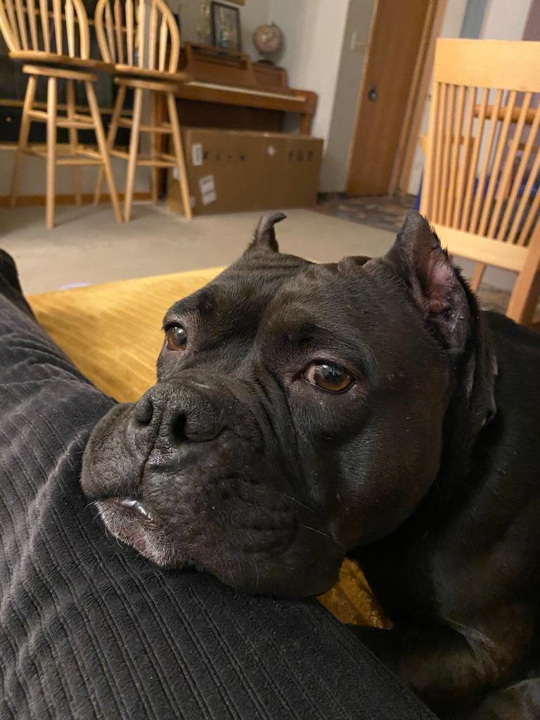 Enlarge Bug, a Adoptable Staffordshire Bull Terrier in Minneapolis, MN image 1/6