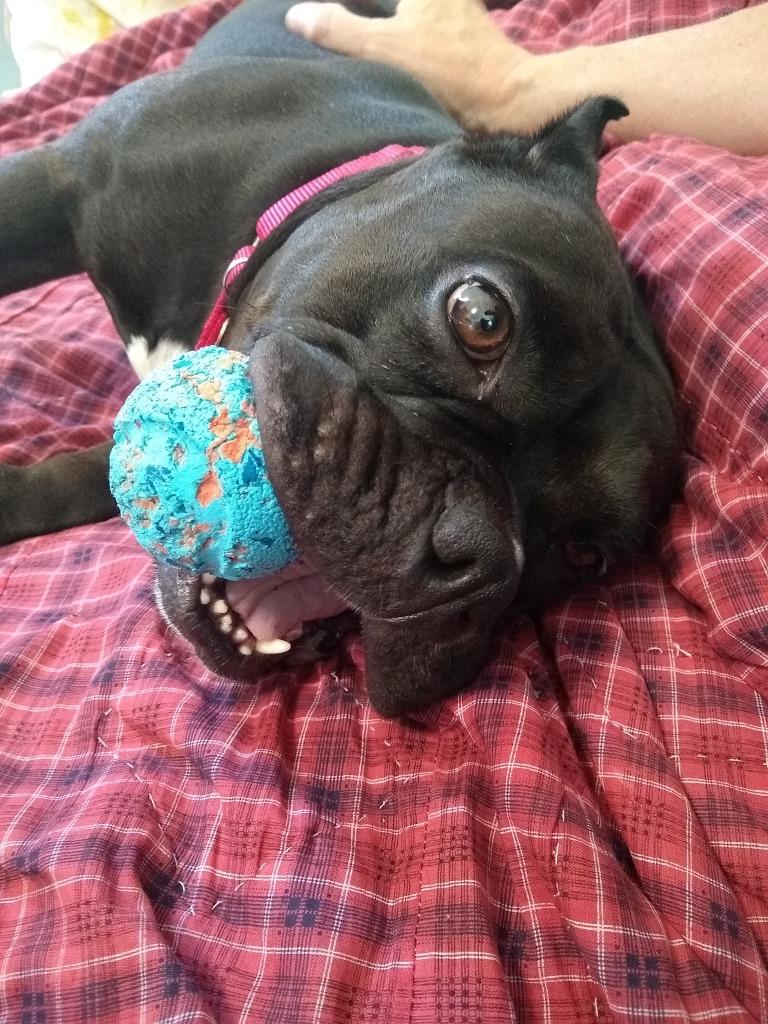 Enlarge Bug, a Adoptable Staffordshire Bull Terrier in Minneapolis, MN image 1/6