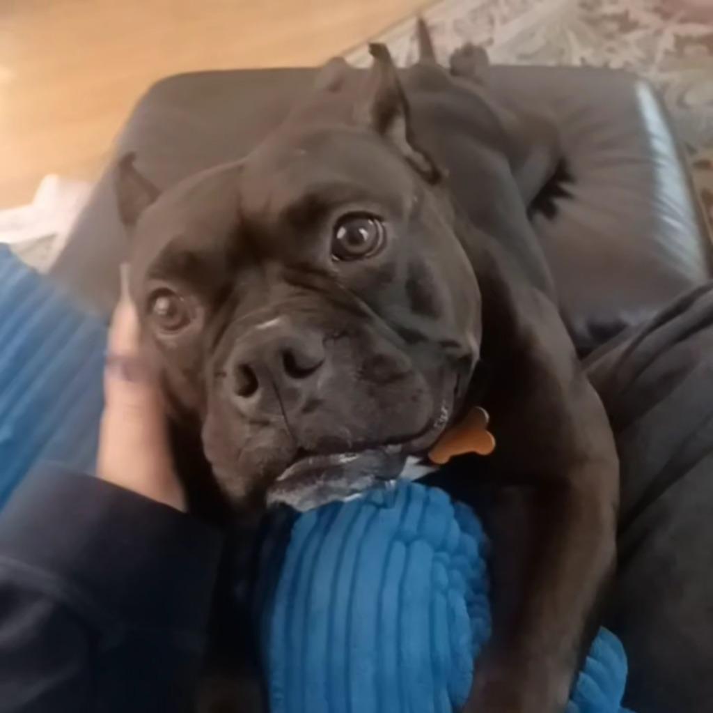 Enlarge Bug, a Adoptable Staffordshire Bull Terrier in Minneapolis, MN image 4/6