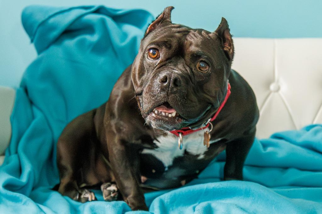 Bug, a Adoptable Staffordshire Bull Terrier in Minneapolis, MN image 3/4