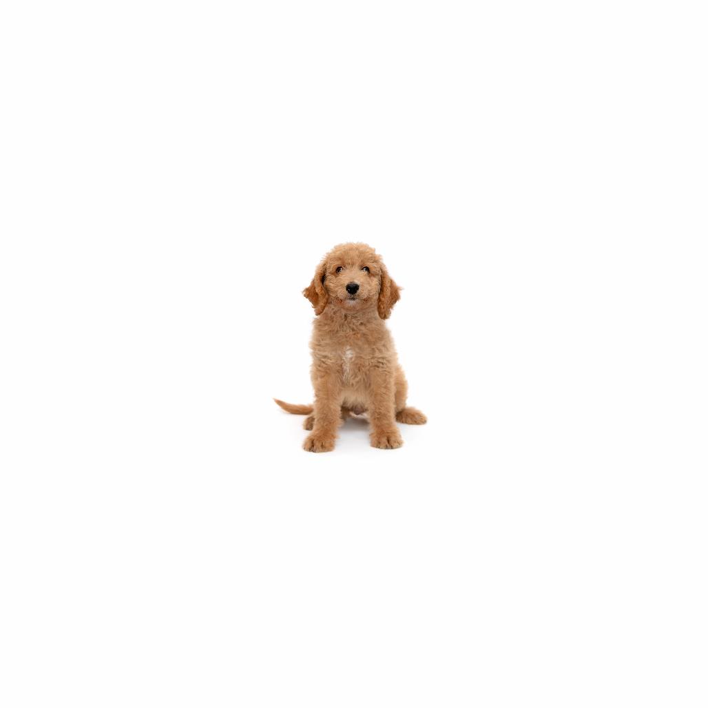 Enlarge Furby, a Adoptable Mixed Breed in Playa Vista, CA image 1/1