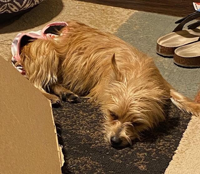 Enlarge LATTE, a ADOPTABLE mixed breed in fort worth, TX image 2/6