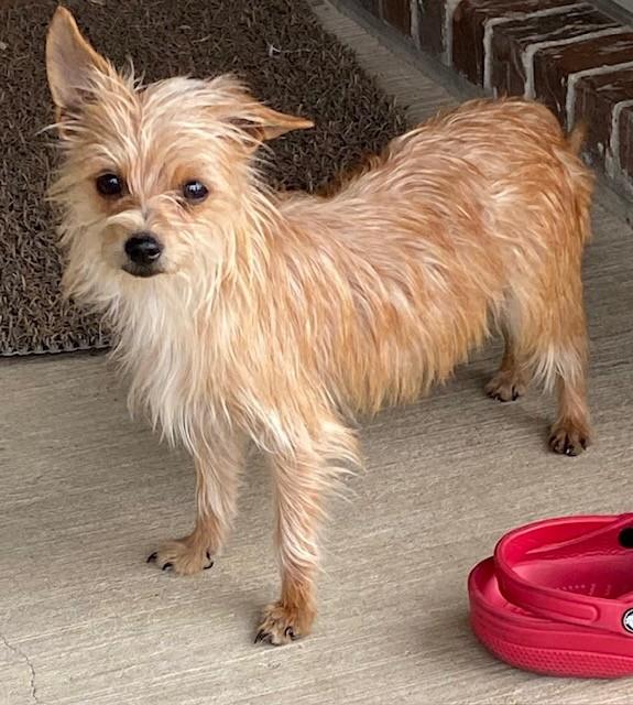 Enlarge LATTE, a ADOPTABLE mixed breed in fort worth, TX image 5/6