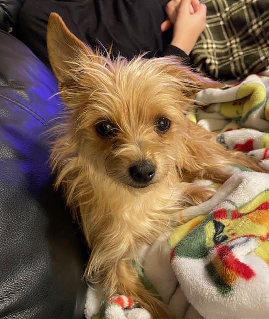 Enlarge LATTE, a ADOPTABLE mixed breed in fort worth, TX image 6/6