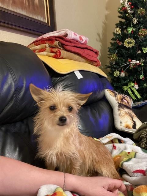 Enlarge LATTE, a ADOPTABLE mixed breed in fort worth, TX image 1/6