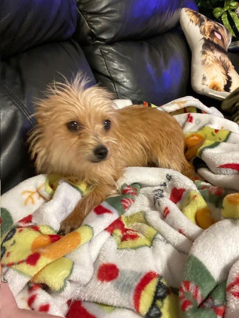 Enlarge LATTE, a ADOPTABLE mixed breed in fort worth, TX image 3/6
