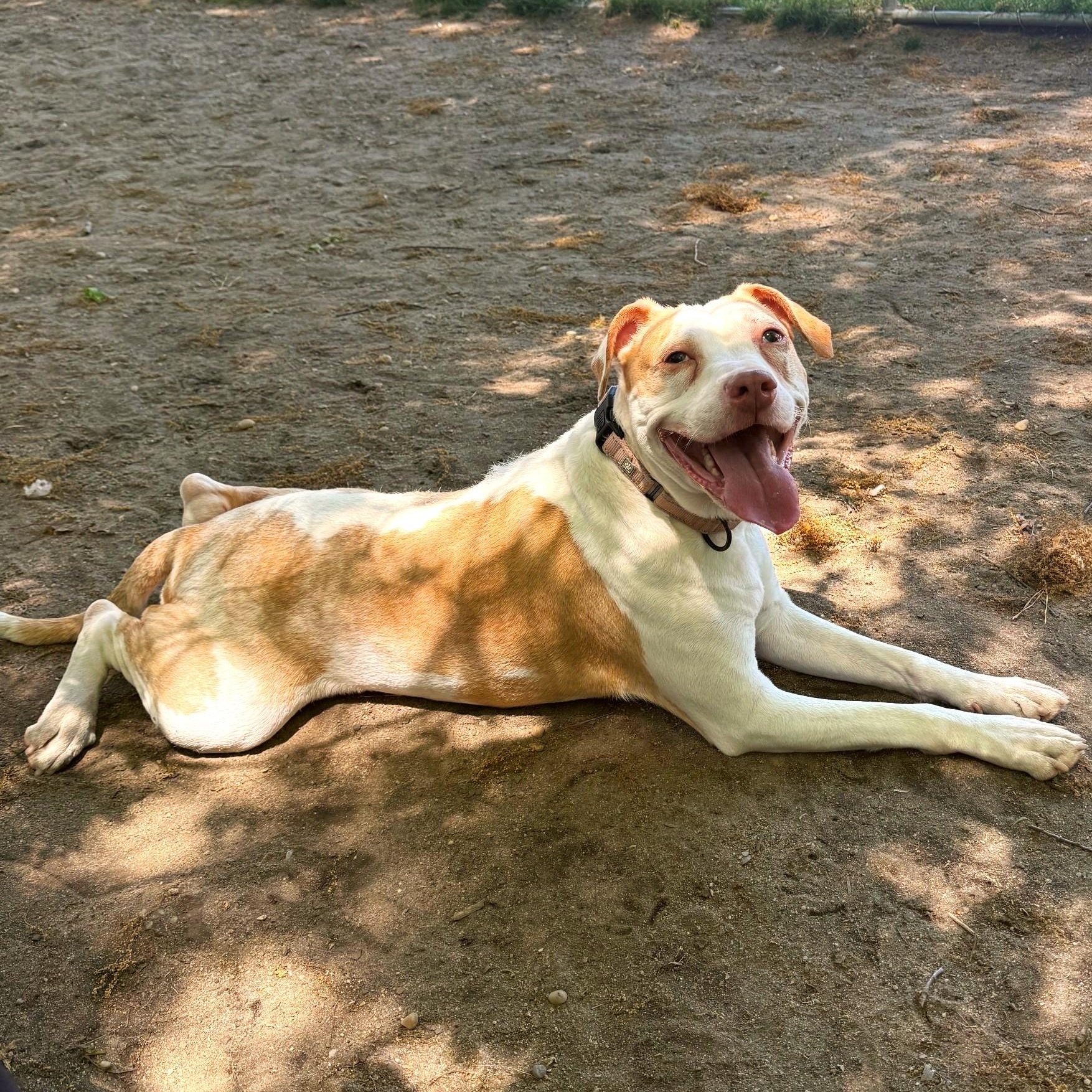 Enlarge Honeycrisp, a Adoptable Mixed Breed in Brookhaven, NY image 2/3