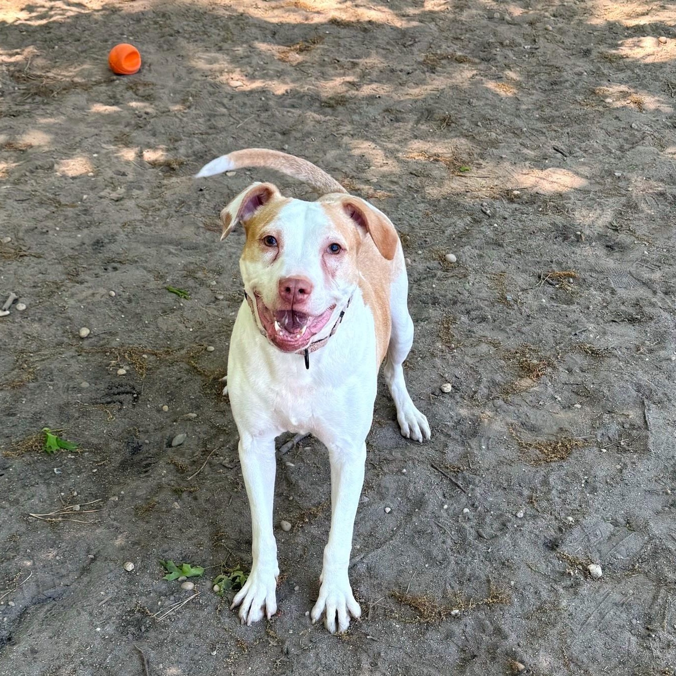 Honeycrisp, Adoptable, Senior Female Mixed Breed.