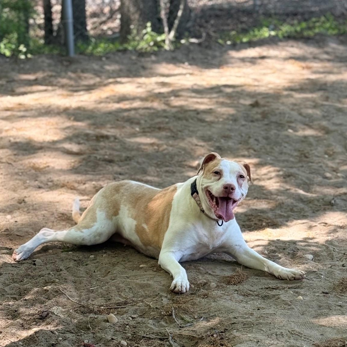 Enlarge Honeycrisp, a Adoptable Mixed Breed in Brookhaven, NY image 3/3